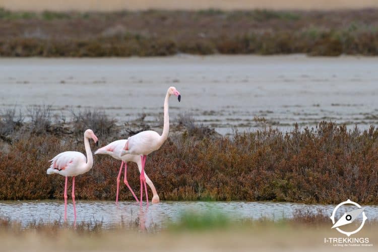 Flamants roses, Camargue
