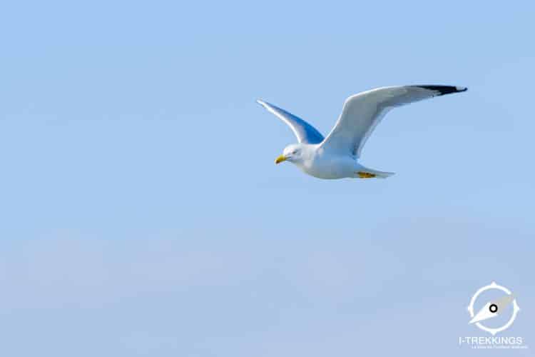 Goéland leucophée, Camargue