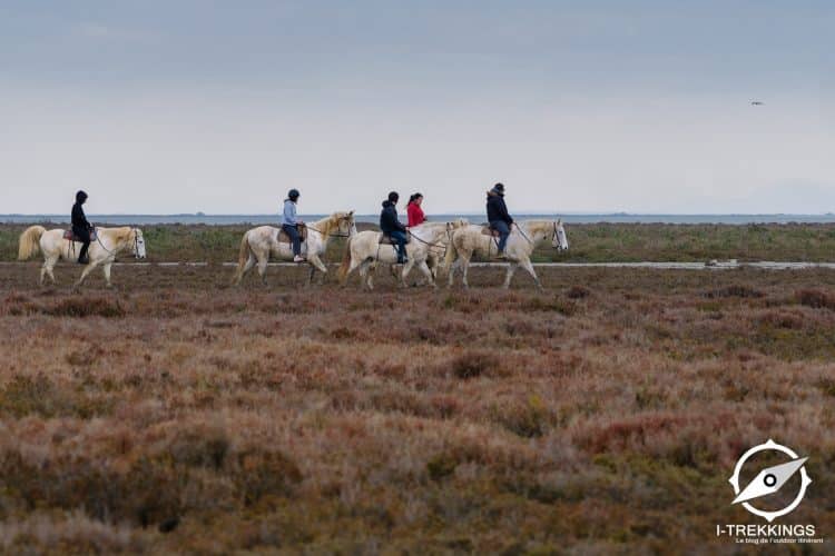 Cavaliers, Camargue