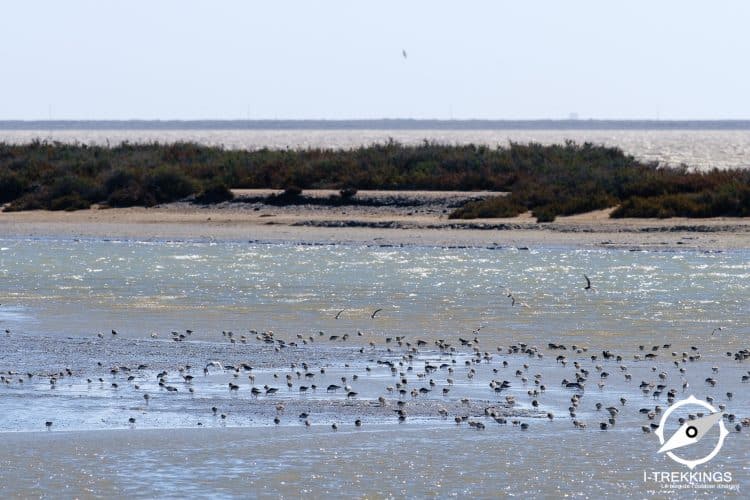 Limicoles, Camargue