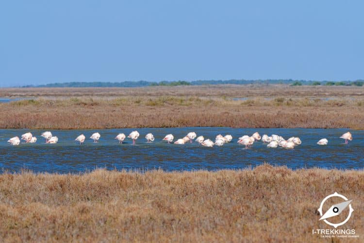 Flamants roses