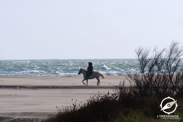 Cavalier, Camargue