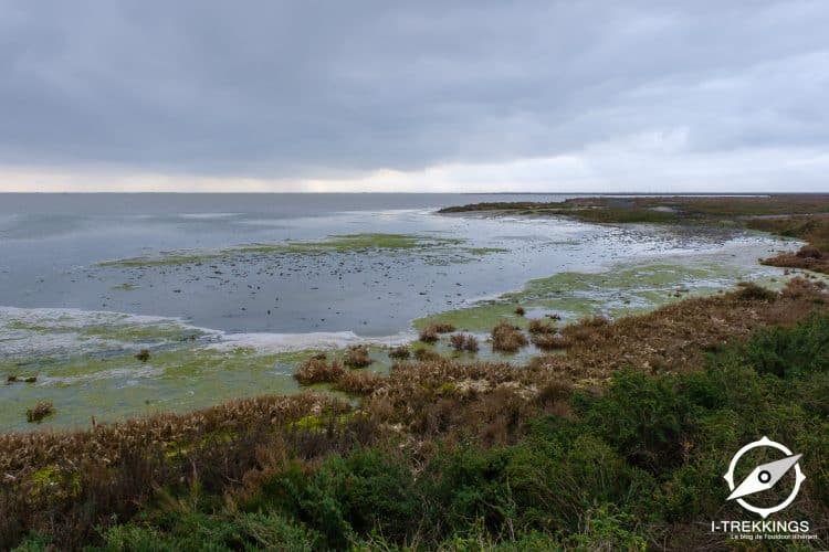 Etang de Vaccarès, Camargue