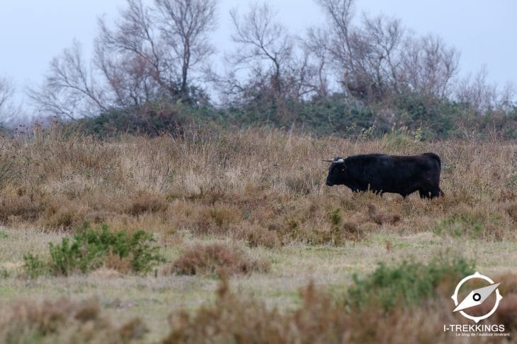 Taureau Camargue