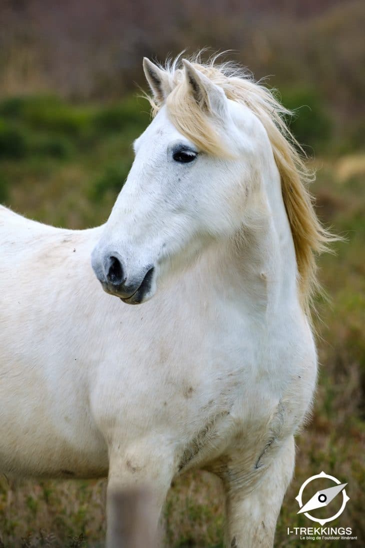 Cheval camarguais