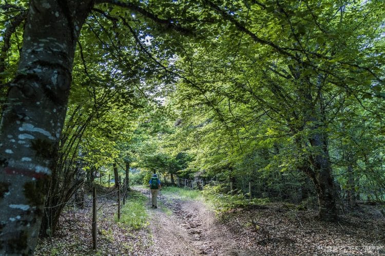 Traversée de la Margeride par le GR4