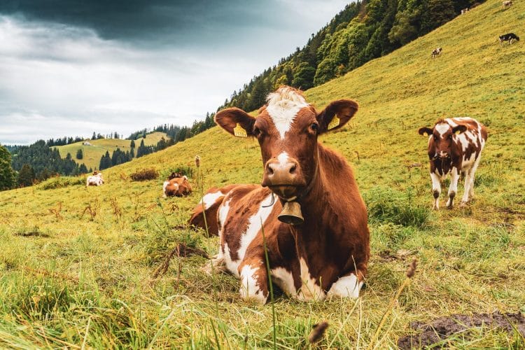 Vache