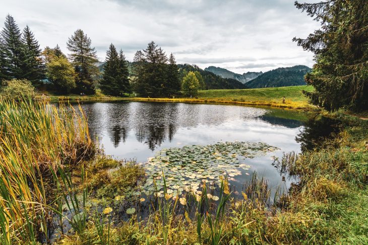 Lac des Joncs, les Paccots