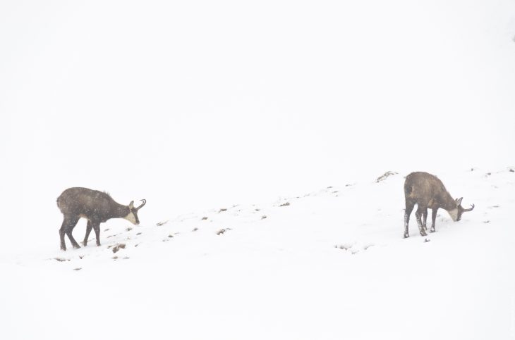 Chamois observés dans la neige
