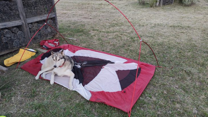 ViaRhôna à vélo entre Vienne et Arles avec un chien ViaRhôna à vélo entre Vienne et Arles avec un chien