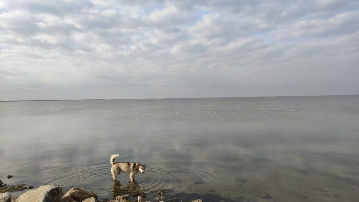 ViaRhôna à vélo entre Vienne et Arles avec un chien