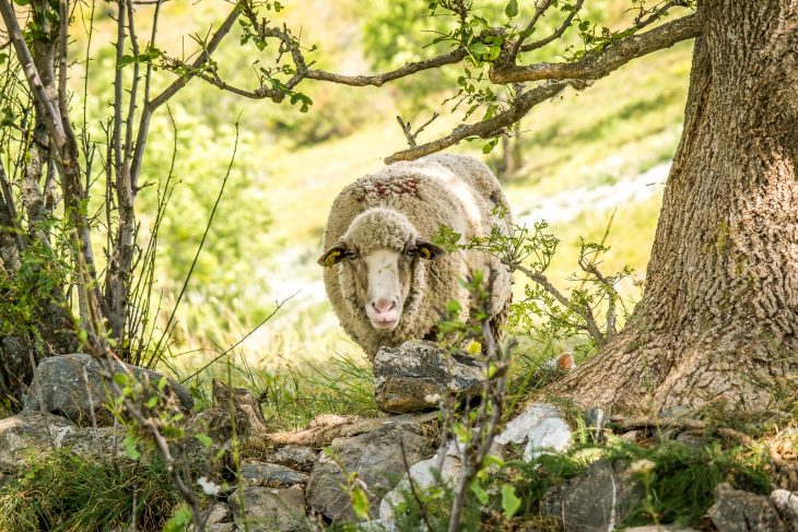 Brebis descendues d'estive pour agneler, vallée de l'Ubaye.