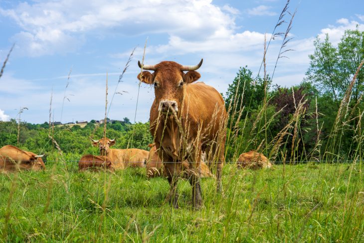Une des nombreuses vaches sur le bord du GR® de Pays du Midi Corrézien