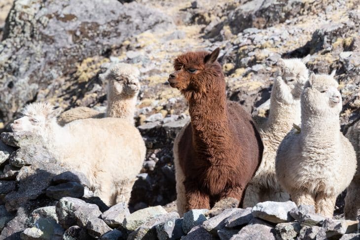 Du tour de l’Ausangate - les alpacas