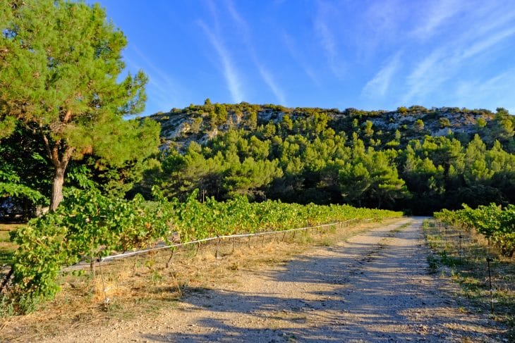 Vignes du Mas de Recaute, Lauris (Petit Luberon, Vaucluse)