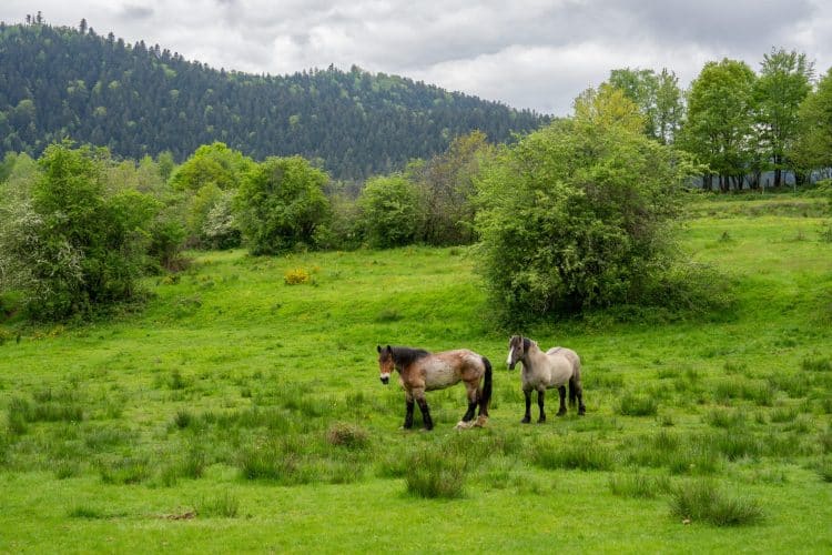 Chevaux, GR® de Pays de la Déodatie (boucle Nord)