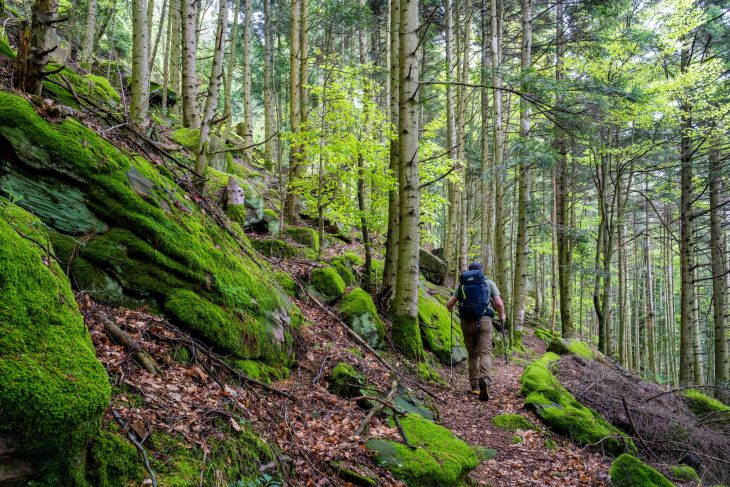 En forêt, GR® de Pays de la Déodatie (boucle Nord)