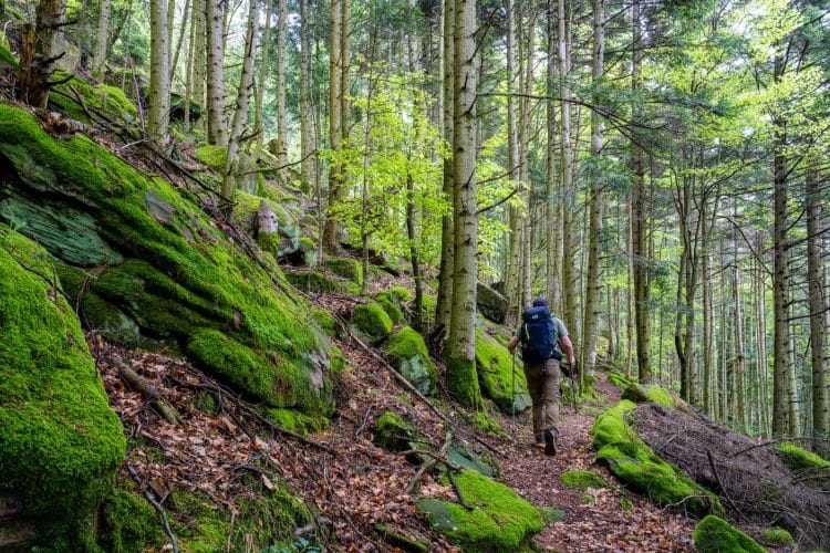 En forêt, GR® de Pays de la Déodatie (boucle Nord)