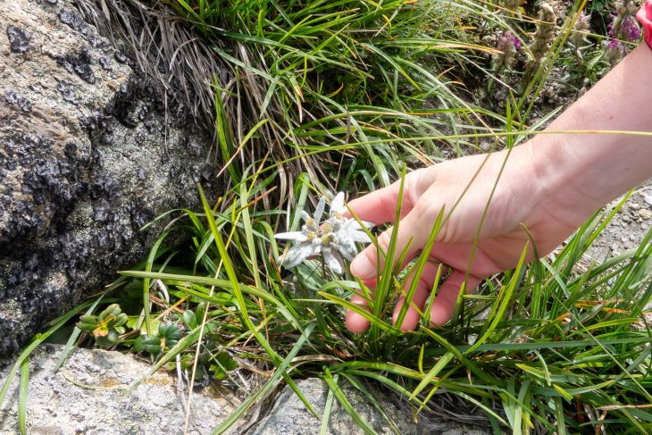 Edelweiss, Tour des Combins
