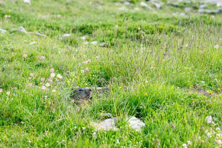 Marmotte, Vanoise