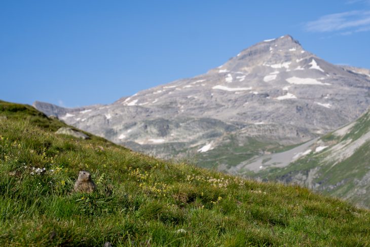 Marmotte, Vanoise
