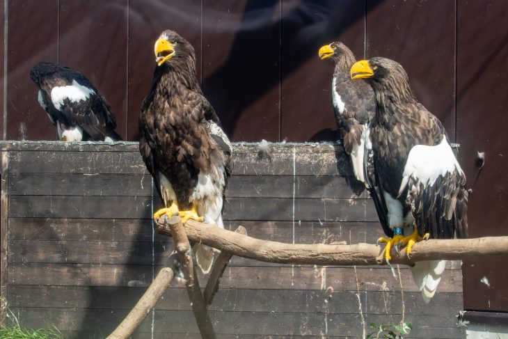 Wildlife center de Kushiro
