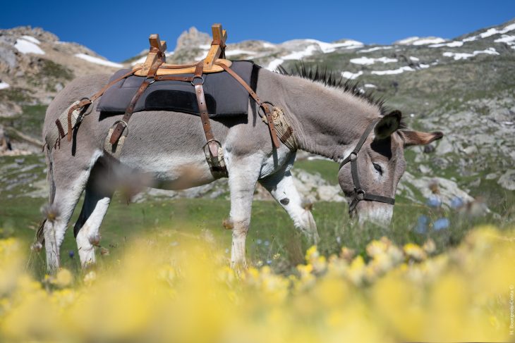 Tour de la Vallaisonnay en Vanoise avec un âne