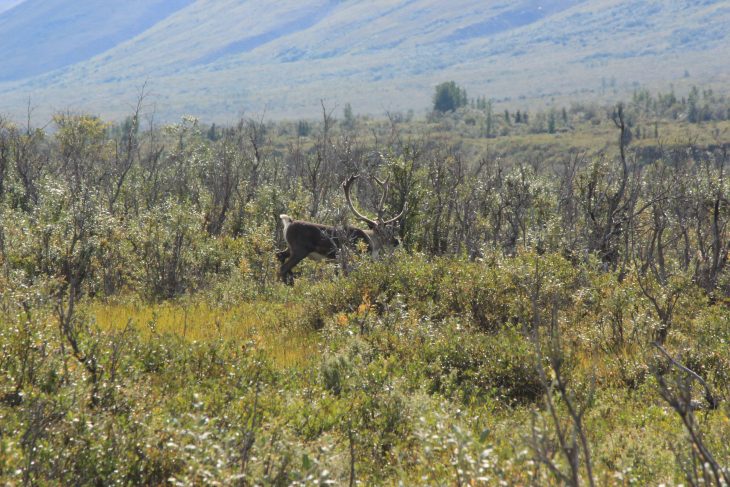 Alaska : Le Parc National Denali à pied