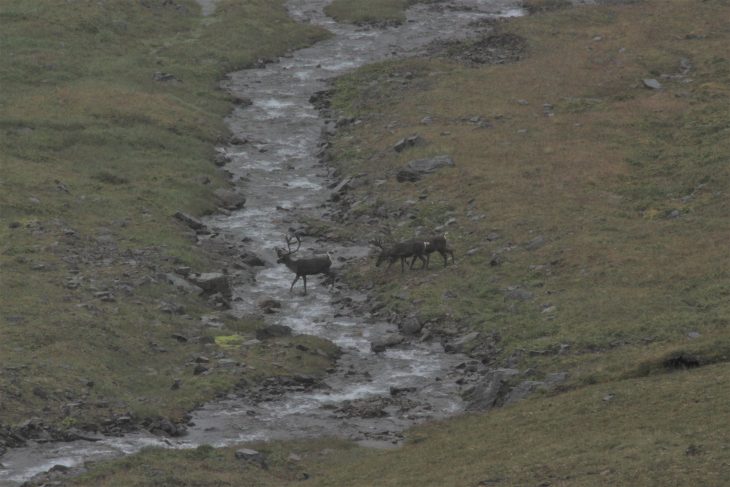 Parc National Denali