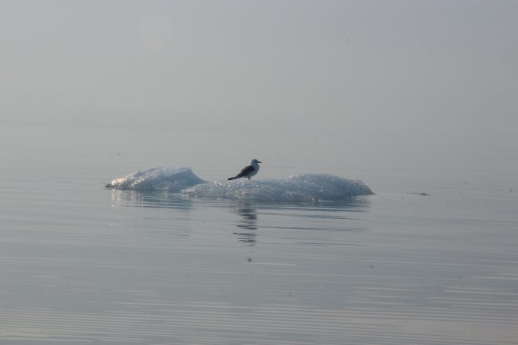 Alaska : Kenai Park en kayak de mer