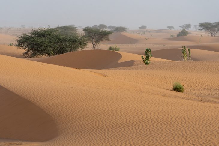 Dunes de Benichab, Mauritanie