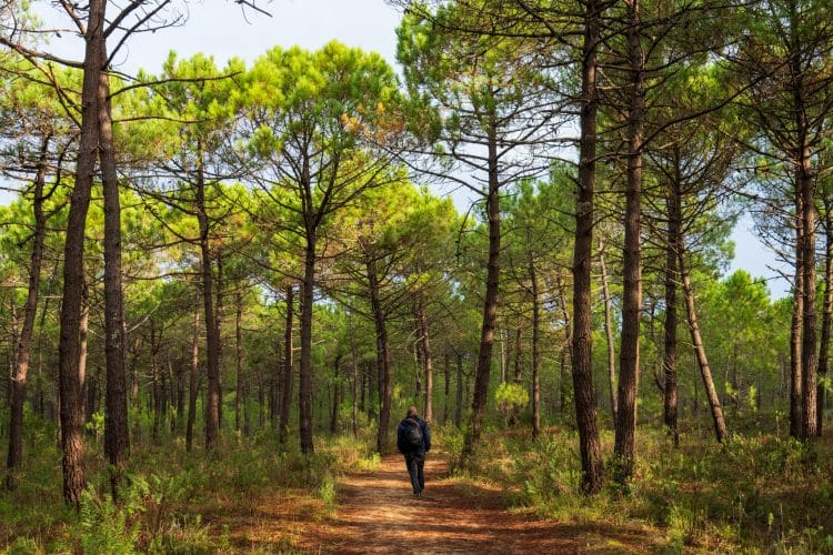 Forêt des Saumonards