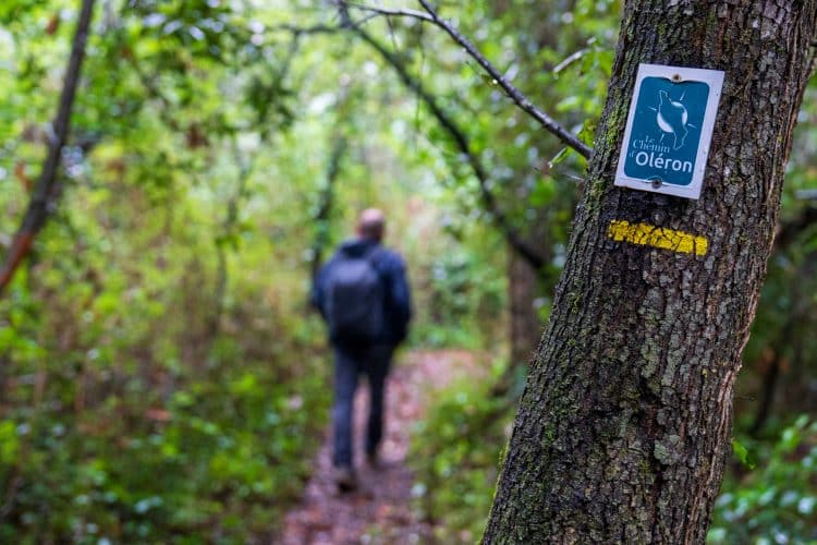 Forêt des Saumonards