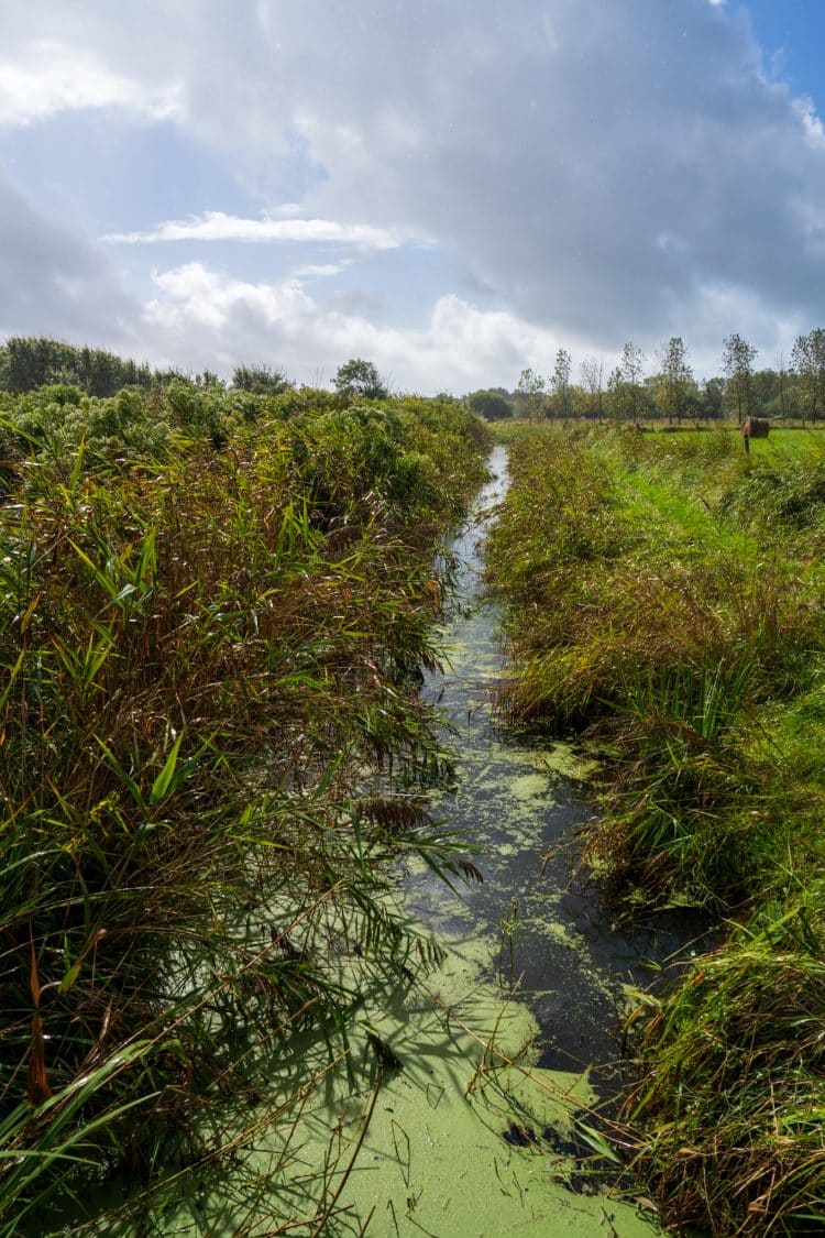 Marais de Papineau, Oléron