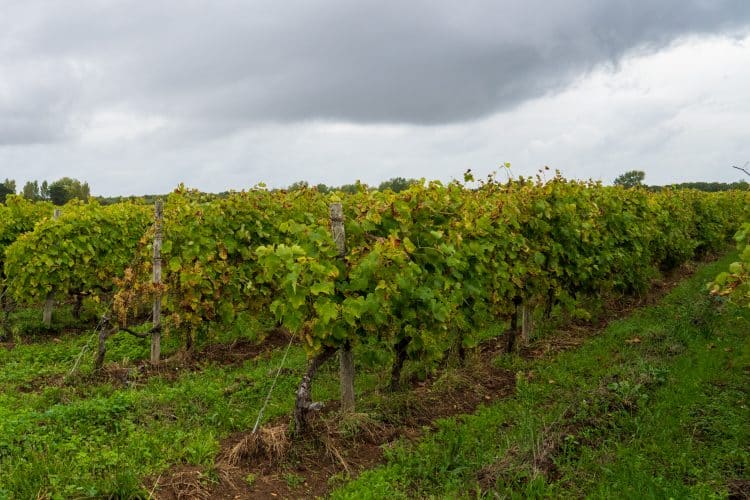 Vigne, Oléron