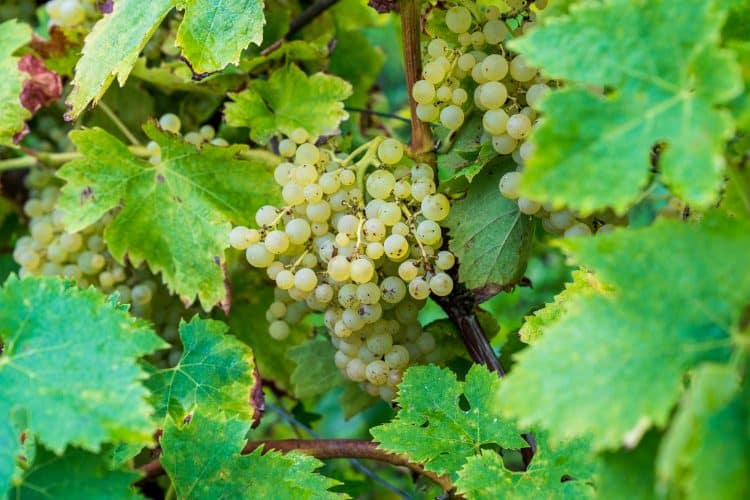 Raisin, Oléron
