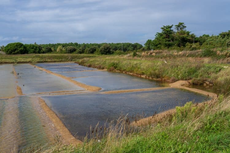 Marais salant, Chemin d'Oléron