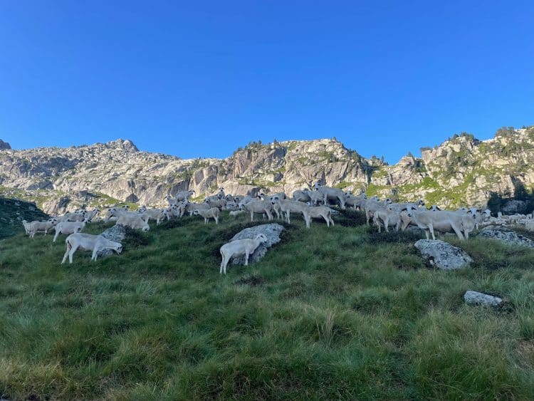 Haute Route Pyrénéenne (HRP) Partie 2 - Andorre, Pallars, Aran
