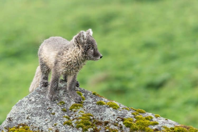 Renardeau polaire à Hornstrandir