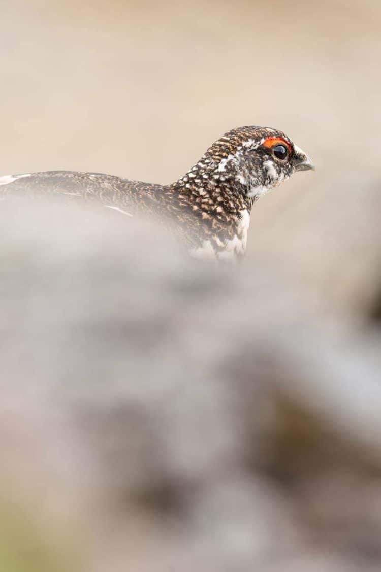 Lagopède alpin à Hornstrandir