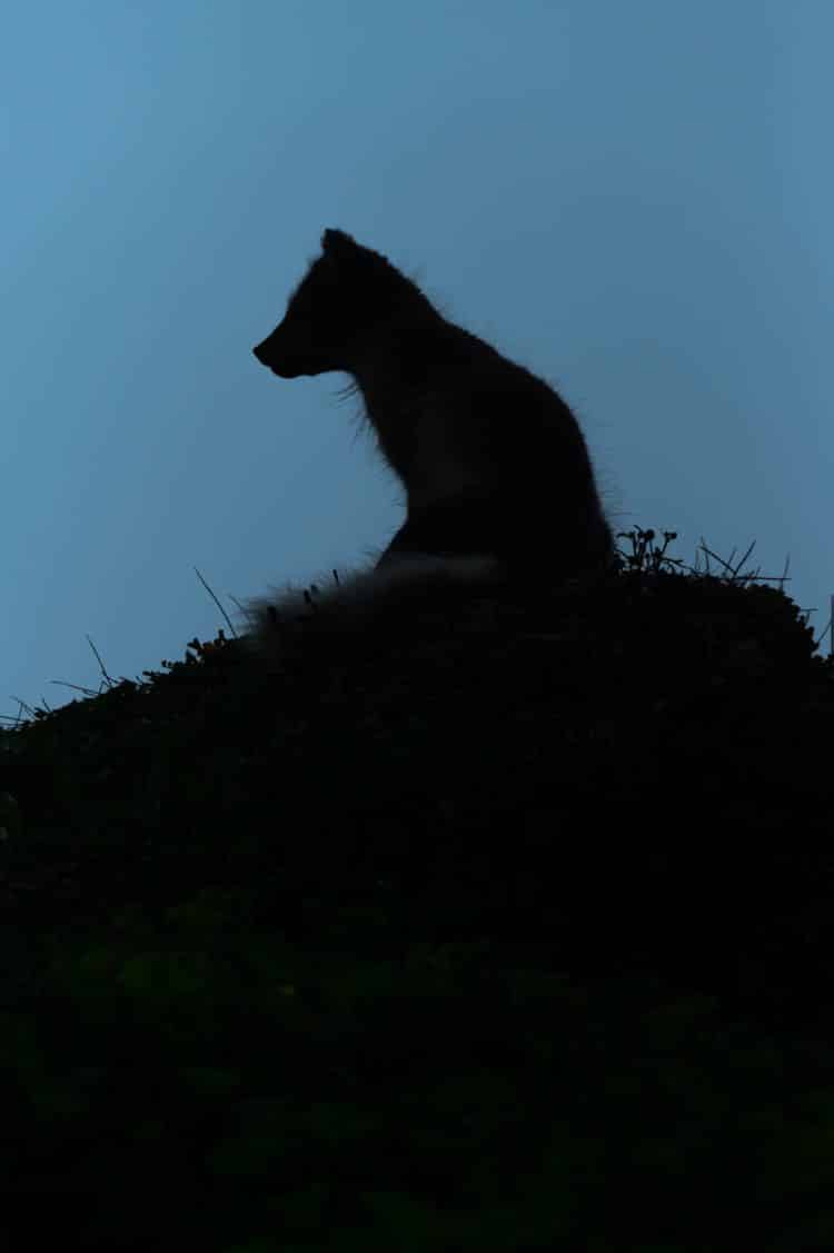 Renard polaire islandais