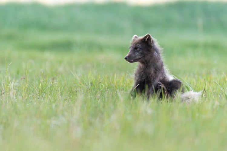 Renard polaire islandais brun