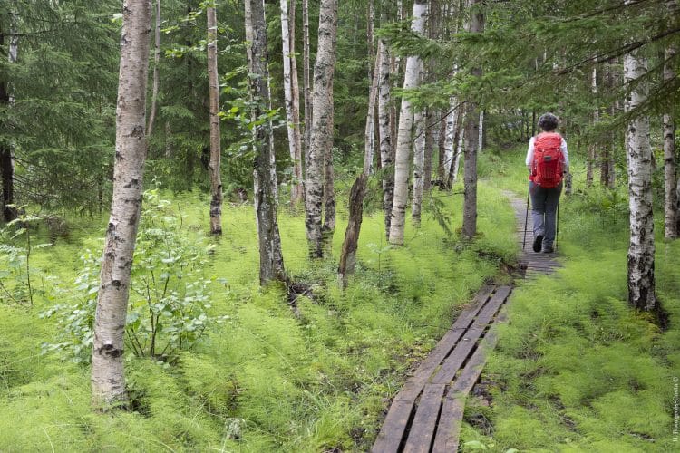 Hôga Kustenleden, le sentier de la Haute Côte en Suède