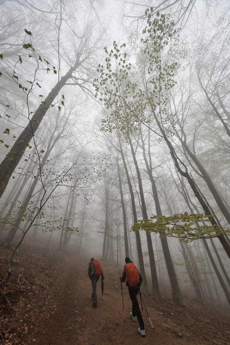 Forêt de hêtres à Montseny