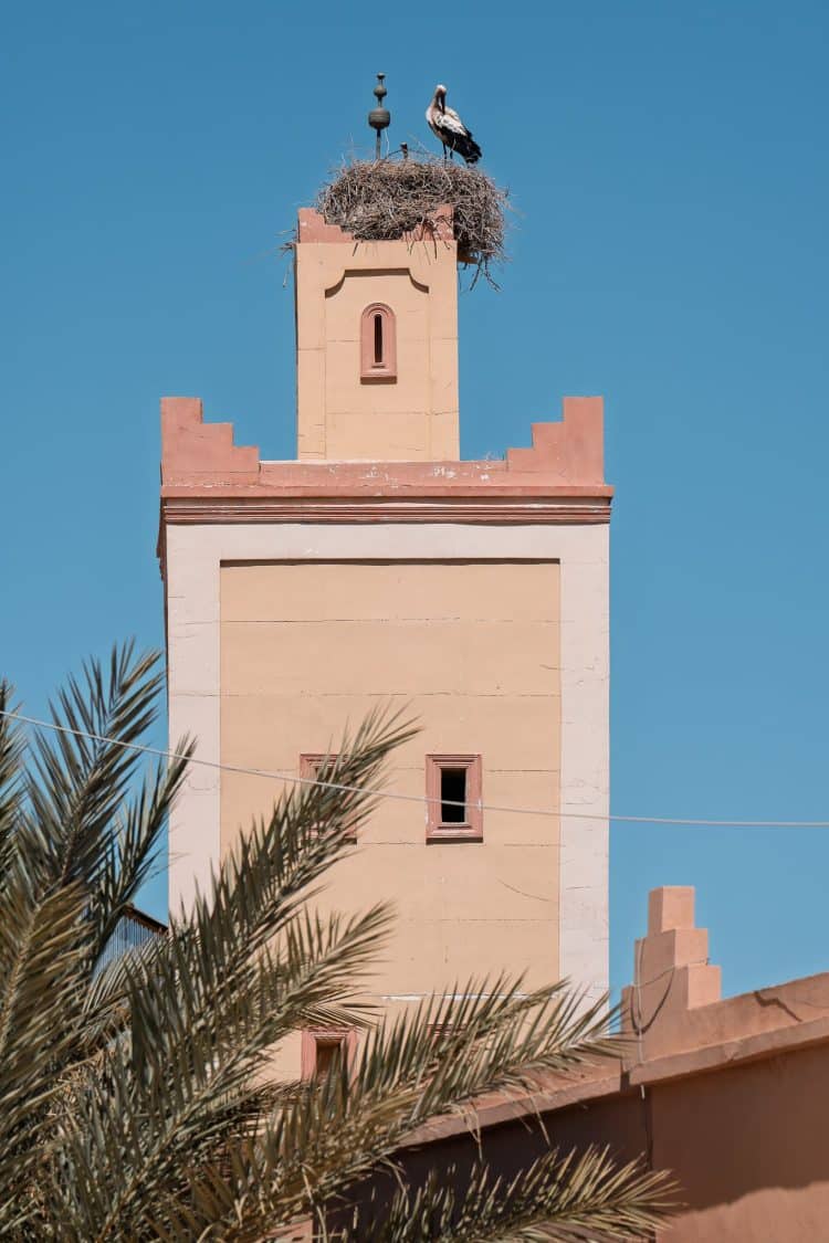 Cigogne blanche à Ouarzazate