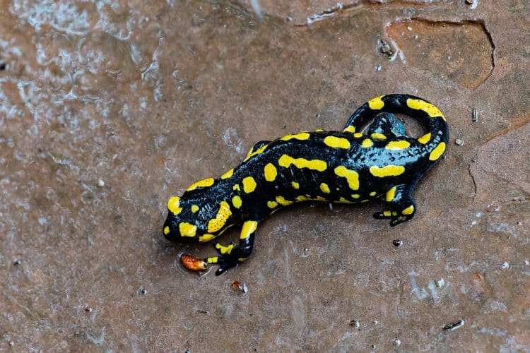 Salamandre, massif e Montseny