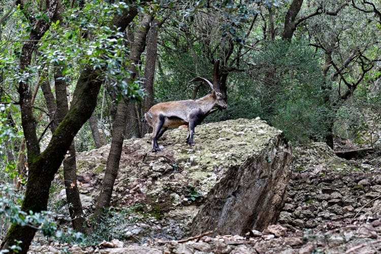 Bouquetin ibérique, Montserrat