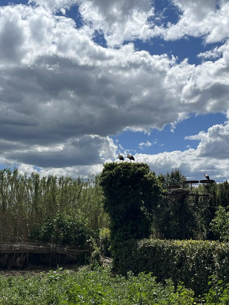 Cigogne, Pirinexus