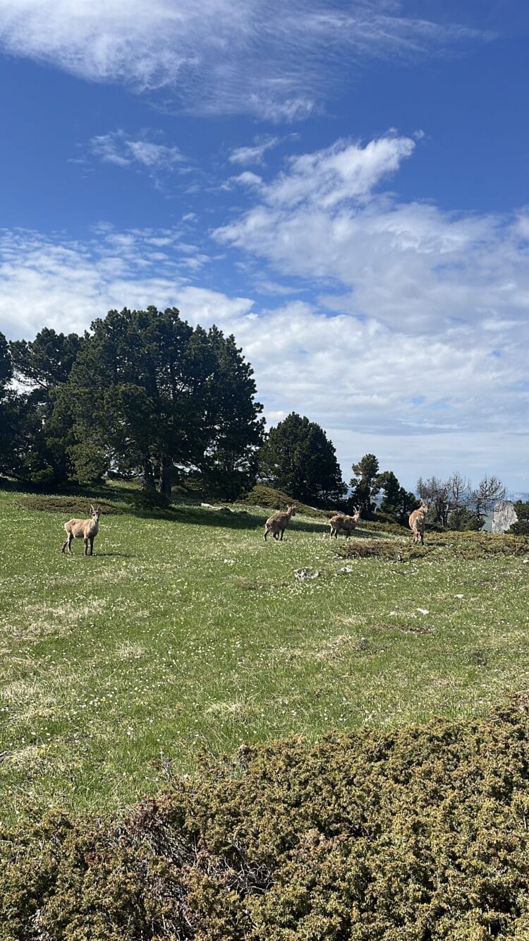 Chamois, Trail du Vercors au Ventoux