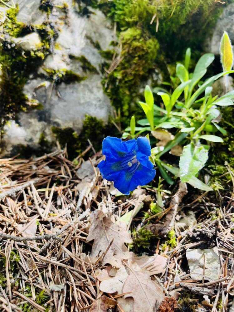 La drome en fleur, Trail du Vercors au Ventoux